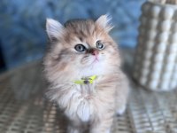 A Kalite British Longhair Golden Black Dişi Yavru