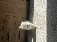 Oyuncu ve Sevecen Scottish Longhair Yavru