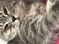 British shorthair kedimiz gayet sağlıklı