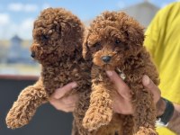 Yasal ruhsatlı çiftlikde hazır 10 adet toy poodle