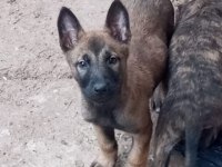 Belgian malinois ve hollanda dutc yavrular