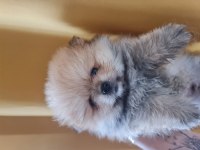 Pomeranian boo köpekleri