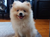Pamuk minik pomeranian eğitimli