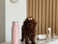 Teacup Kore Hatlı Dişi Poodle Pasaportlu Ve Çipli