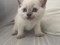 3 Beyaz 1 Gri British Yavruları