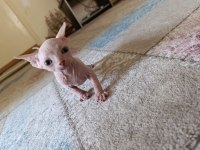 Sphynx (Sfenks) Yavru Erkek