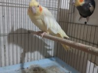 Sultan papağanı erkek olan konuşuyor