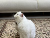 Masmavi Koca Gözlü Kısırlaştırma şartıyla Ücretsiz kedimiz