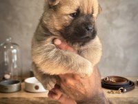 Chow Chow Köpeğimiz