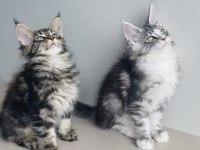 Değerini bilene özel XXL MAINE COON bebekleirm 