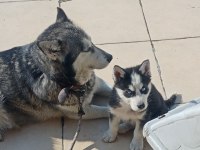 A KALİTE MASKELİ MAVİ GÖZLÜ DİŞİ YAVRU HUSKY