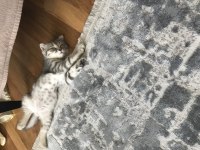 Yavru kedimize yuva arıyoruz scottish fold