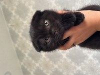 Scottish Fold Son Yavru
