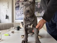 Ruhsatlı Çiftlikten A Kalite Cane Corso