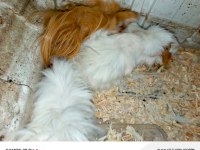 Guinea pig yavru