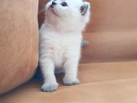 British Shorthair / ERKEK