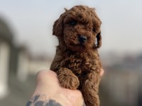 RED BRAWN TOY POODLE YAVRULAR