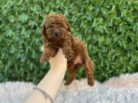 Rezerve açık toy poodle bebekler