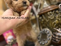 Toy Poodle Köpeği