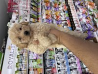 Maltipoo puppy