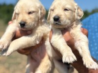 Golden retriever minişler