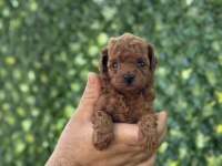 Irk Ve Sağlık Garantili Toy Ve Teacup Poodle