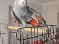 8 aylık üst düzey full evcil bilezikli jako papağanı