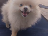 POMERANİAN BOO DİŞİ KÖPEĞİMİZ