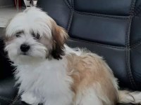 Shih Tzu Bebekleri Yeni Ailesine Gitmeye Hazır