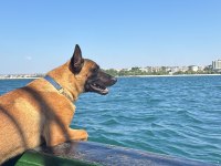 2 yaşında erkek belçika kurdu