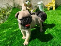 HAMBURGER SURAT GÜL KUYRUK PUG YAVRULAR