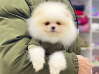Pomeranian boo beyaz erkek 2 aylık
