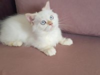Minik Şaşkın İran Kedisi