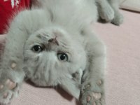 Sevimli Oyuncu Orjinal British Shorthair Yavru