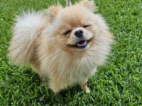 1 yaşında, Erkek Pomeranian BOO
