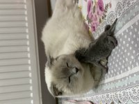 Irk garantili scottish fold ve british yavrularımız