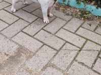 EGZOTİK İNGİLİZ BULLDOG DİŞİ