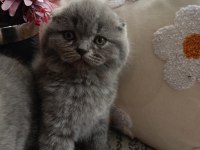 Gri british shorthair ve scottish fold kediler