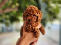 Toy poodle için doğru adres mi arıyorsunuz?