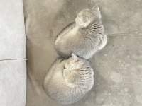 2 aylık british shorthair gold