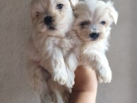 Kore Maltese