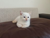 Yavru erkek british shorthair