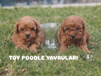 ÜST KALİTE TOY POODLE YAVRULARI