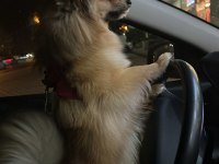 1.5 yaşında pomeranian