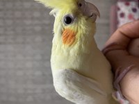 Lutino sultan papağanı