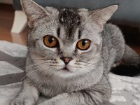British shorthair ingiliz 14 aylık