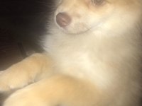 3 aylık pomeranian erkek
