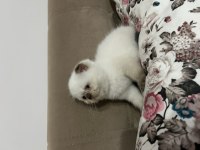 Beyaz Scottish Fold