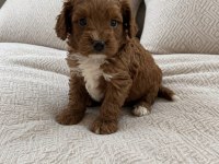 KÜÇÜK POODLE YAKIŞIKLILAR
