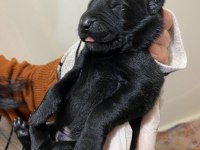 A malinois kalite beslemek isteyenler buyursun